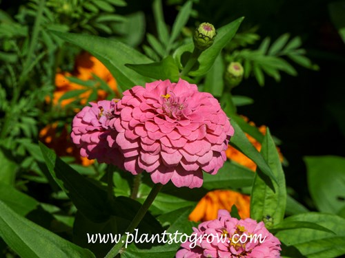 Oklahoma Pink Zinnia (Zinnia elegans)